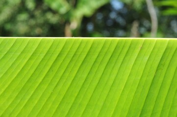 Natural Banana Leaf Surface Pattern