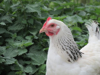 free range chicken