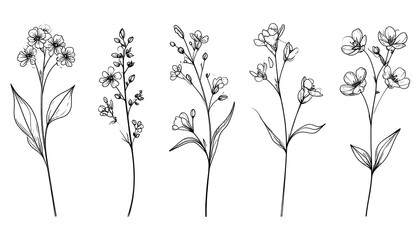 Five delicate line drawings of wildflowers, varying in bloom and stem length