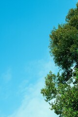 Green tree leaves on bright blue sky on a sunny day