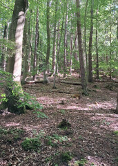 Wild forest in northern Poland.