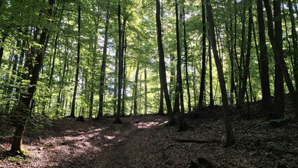 Wild forest in northern Poland.