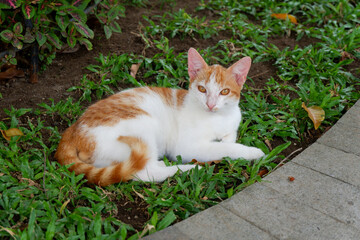 A white and orange cat lying on green grass with calm and curious expression