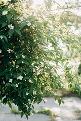 green leaves in the sun