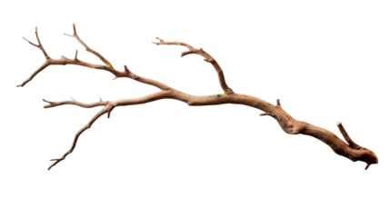 Elegant bare driftwood branch ready for your next design project or natural art creation isolated on white or transparent png.