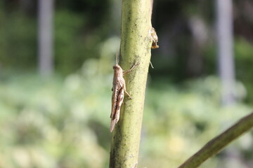 Camouflaged Grasshopper on a Verdant Stem: A Close-Up Study in Natural Harmony