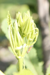 Delicate Leaf Bud with Tiny Insect: Macro Photography of Nature's Detail