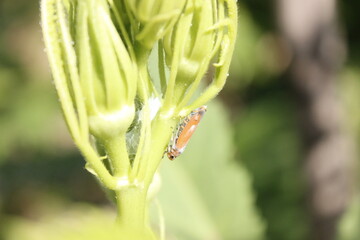 Vibrant Orange Leafhopper on Delicate Green Plant Stem, Macro Photography
