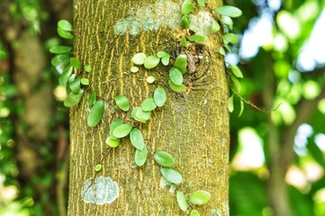 Climbing Vines on Tree Trunk