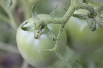 Close-up of Unripe Green Tomatoes on the Vine, Detailed Texture and Soft Lighting