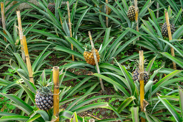Young pineapples growing in a tropical plantation, vibrant green leaves and natural daylight...