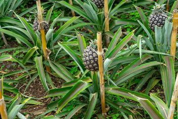 Young pineapples growing in a tropical plantation, vibrant green leaves and natural daylight highlighting early fruit development.