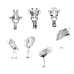 Set of various african animals