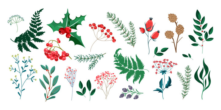 Winter botanical elements set including holly berries fern leaves pine branches and seasonal plants perfect for holiday cards invitations packaging crafts and Christmas design .Vector illustration