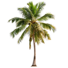 Isolated coconut palm tree