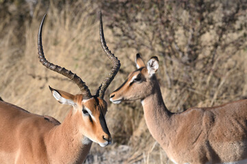 Impalas (aepyceros melampus petersi) Etosha national park