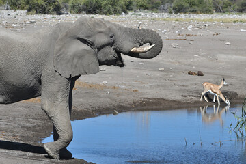 African elephant drinks water at a waterhole