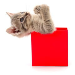 Kitten in cardboard box.