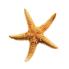 Close-up of a light orange starfish (4)