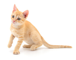 Kitten on white background.