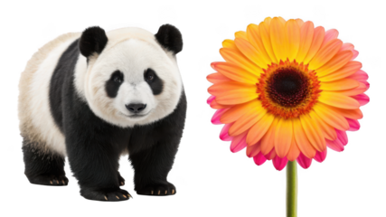 Giant Panda animal and Fiesta Daisy flower isolated on transparent background