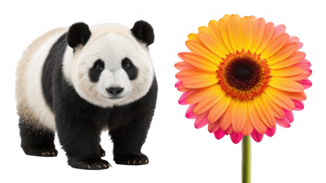 Giant Panda animal and Fiesta Daisy flower isolated on transparent background  - Powered by Adobe