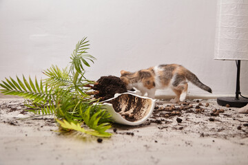 Playful calico cat exploring overturned flower pot with soil and plants scattered on the floor,...