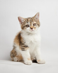 Adorable calico kitten with bright eyes sitting gracefully on a soft surface, showcasing its playful nature and charming personality in a studio setting
