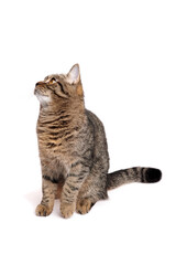 Domestic tabby cat sitting gracefully, looking upwards with curiosity, showcasing its beautiful...