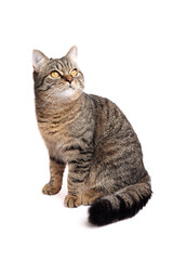 Domestic tabby cat with striking golden eyes sitting gracefully against a white background, showcasing its beautiful fur pattern and alert demeanor in a captivating portrait