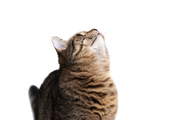 Tabby cat with striped fur gazes upward against a bright white background, showcasing its curious...