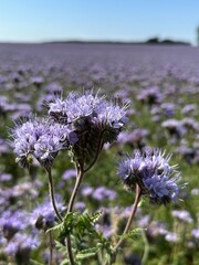 Feld mit lila blühenden Pflanzen