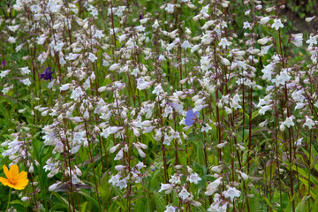 White bell flower. The blossoms of the wildflower amooth beard tongue. Penstemon digitalis. Tall...