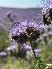 Biene auf Phacelia