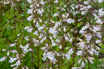 White bell flower. The blossoms of the wildflower amooth beard tongue. Penstemon digitalis. Tall...