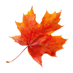 Obraz premium Vibrant autumn leaf on black