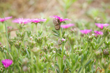 A lot of white garden snails attacking pink flowers in the outdoor garden