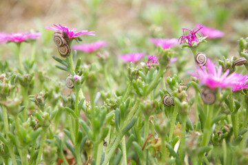 A lot of white garden snails attacking pink flowers in the outdoor garden