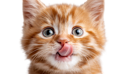 Kitten licking tongue isolated

