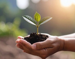 Hands Holding Green Seedling with Soil – Growth and Sustainability Concept
