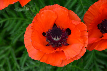 Fototapeta premium Close-up of a vibrant red poppy flower with a dark center, captured in natural light