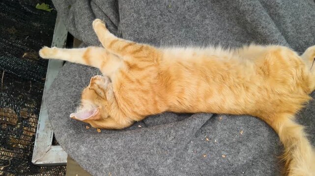 our Ukrainian military cat is blissfully resting in the tent of our forest camp, while there is no shelling