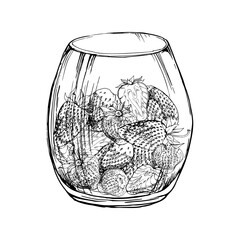 Strawberry full and cut in half served in translucent glass, ripe picked berry pineberry strasberry snakeberry harvest. Isolated illustration hand drawn in vector ink. Farmers market grocery preserves