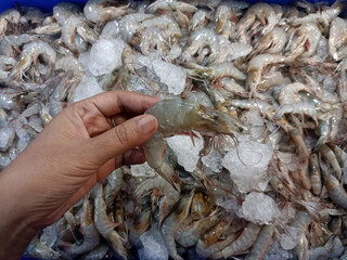 raw shrimps sold and preserved in ice