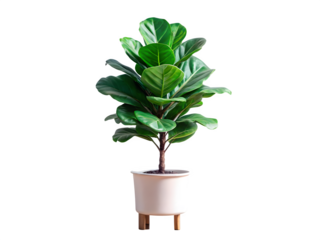 Trendy fiddle leaf fig tree in modern pot for chic home decor and stylish interiors bringing nature indoors