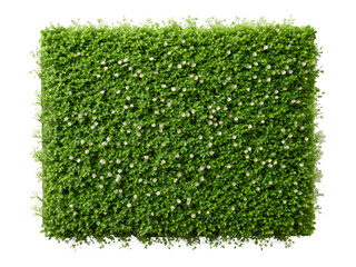 Lush green wall adorned with delicate white flowers creates a serene and natural ambiance