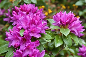 Vibrant purple rhododendron blossoms in full bloom.