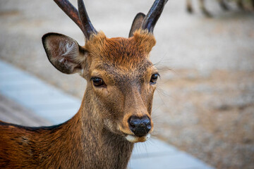 Fototapeta premium Deer, Nara Park, Japan