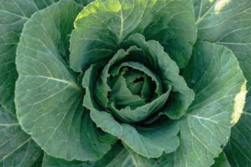 A fresh green cabbage head with layered leaves under natural sunlight.