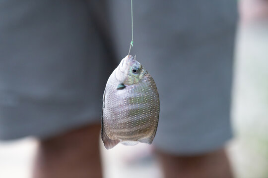 Fisherman caught pearl spot fish, Karimeen Pollichathu, traditional fishing hood at the backwaters of Alleppey, India